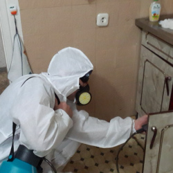 Дезинфекция от муравьев в квартире в Колчаново